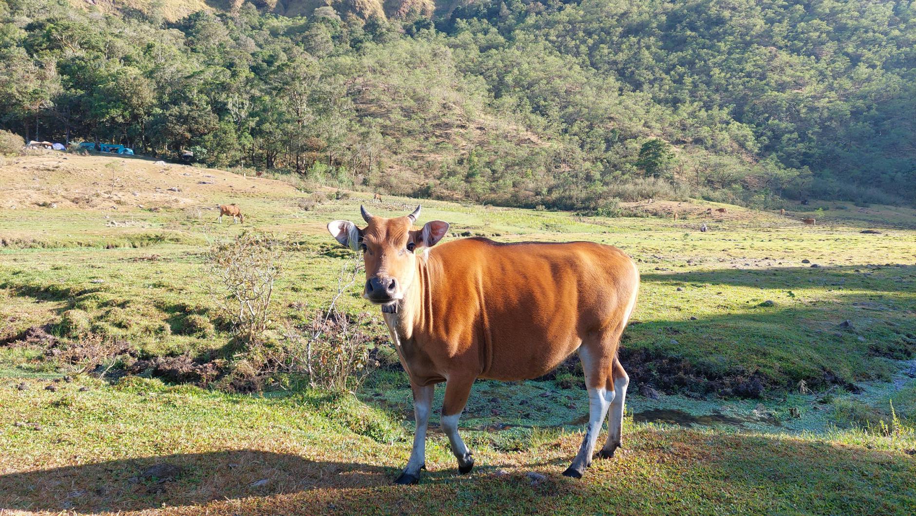 Local cows grazing in Savana Tianyar meadows