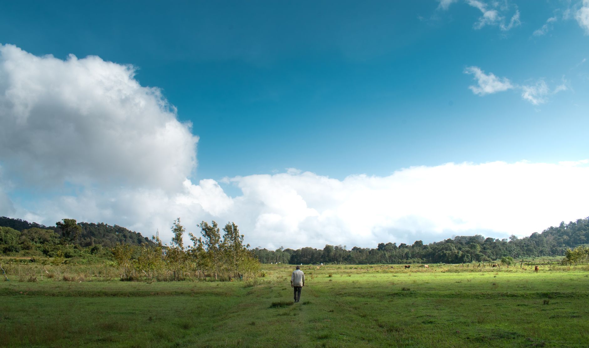 Lush green pastures in rainy season
